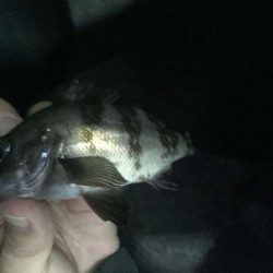 梅雨メバルなのにロリメバル